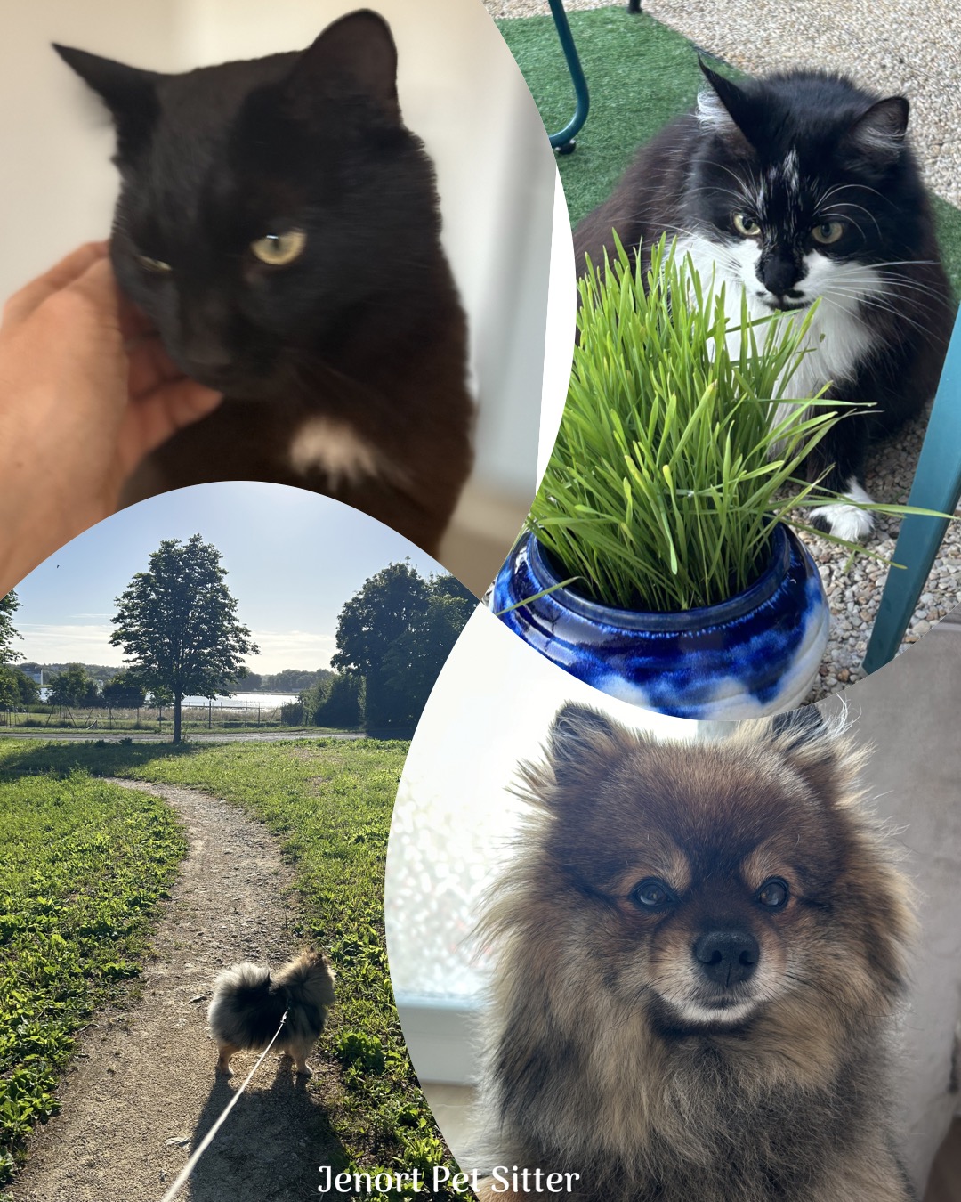 Jenort s’occupe de vos chats et chiens